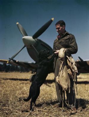 Wing commander james e johnny johnson at bazenville landing ground normandy 31 july 1944 tr2145