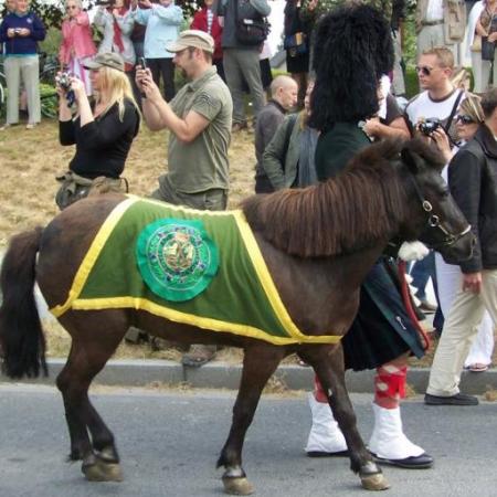 Poney Shetland